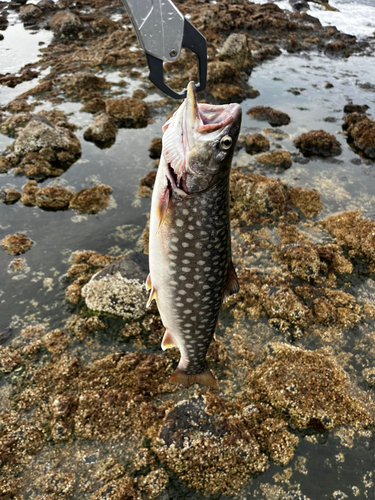 アメマスの釣果