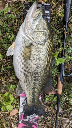 ラージマウスバスの釣果