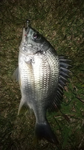 キビレの釣果