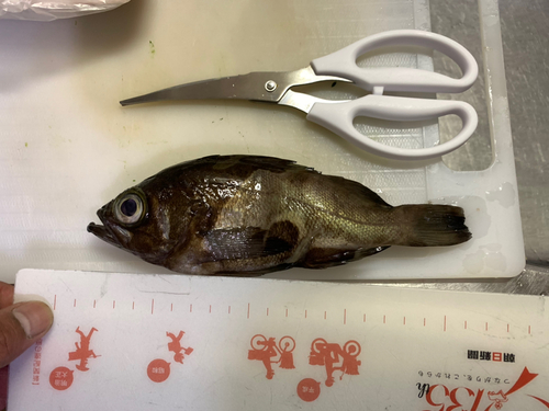 メバルの釣果