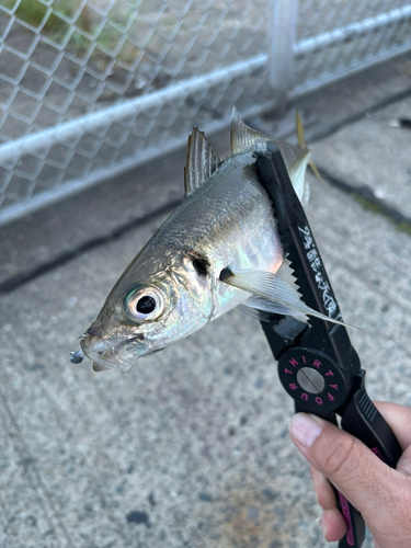 マアジの釣果