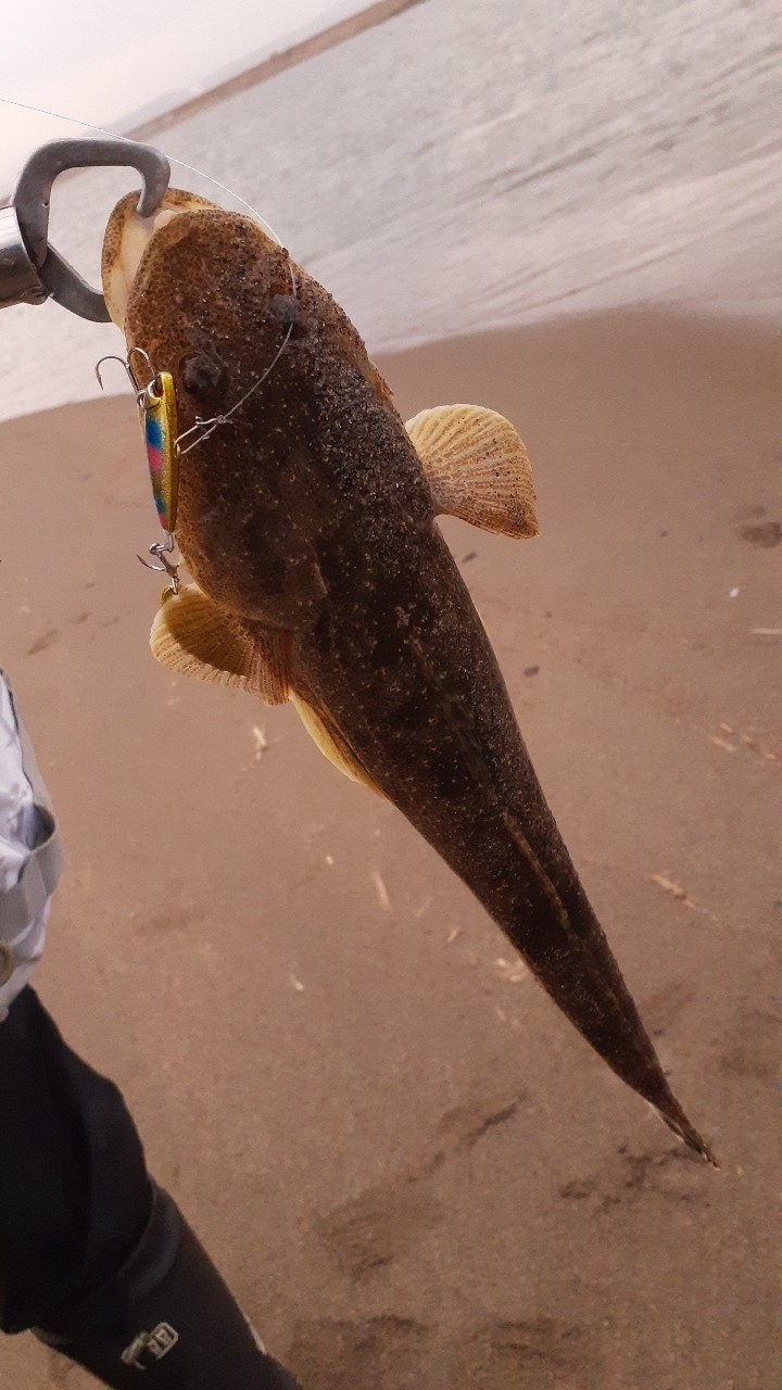 阿武隈川河口で釣れたハゼの釣り・釣果情報 - アングラーズ