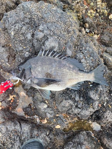 チヌの釣果