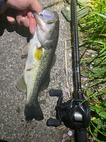 ブラックバスの釣果