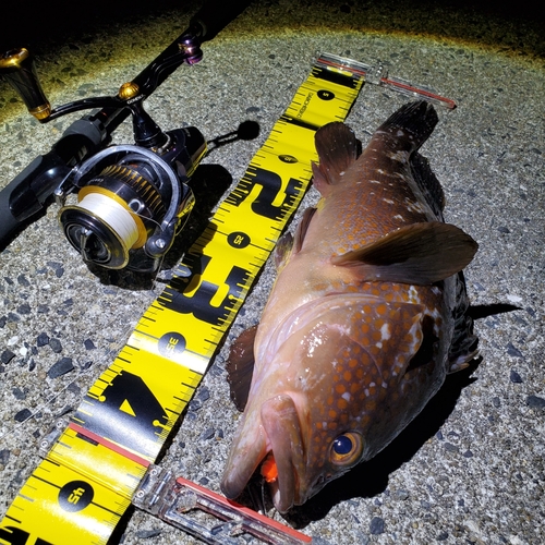 アコウの釣果