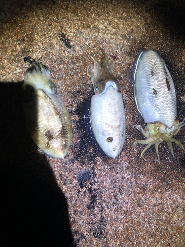 コウイカの釣果