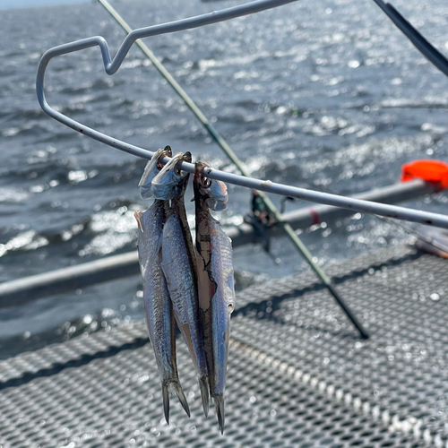 カタクチイワシの釣果