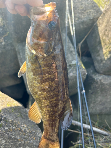 スモールマウスバスの釣果