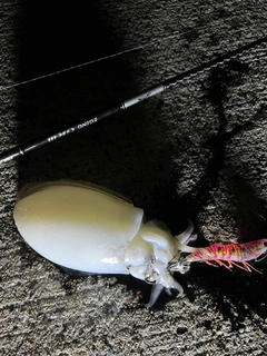 シリヤケイカの釣果