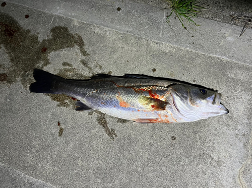 シーバスの釣果