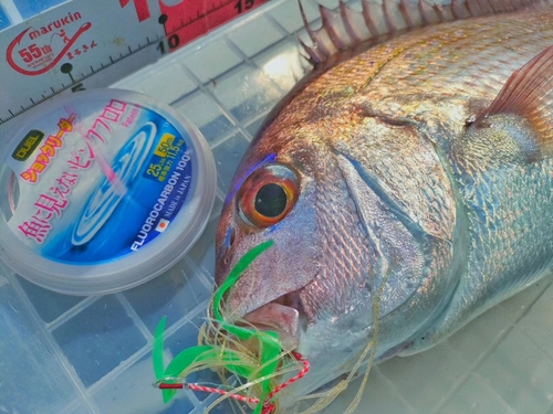 マダイの釣果