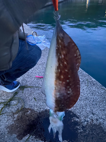 アオリing壱号😋 さんの釣り人プロフィール - アングラーズ