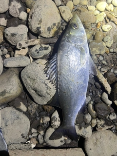 セイゴ（マルスズキ）の釣果