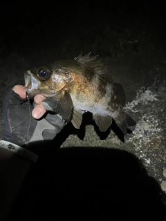 シロメバルの釣果