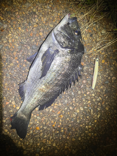 チヌの釣果