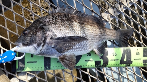 クロダイの釣果