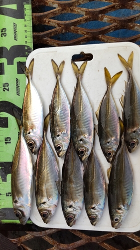 アジの釣果