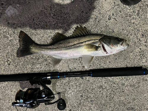 シーバスの釣果