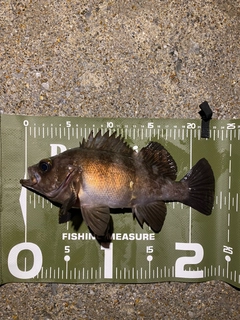 メバルの釣果