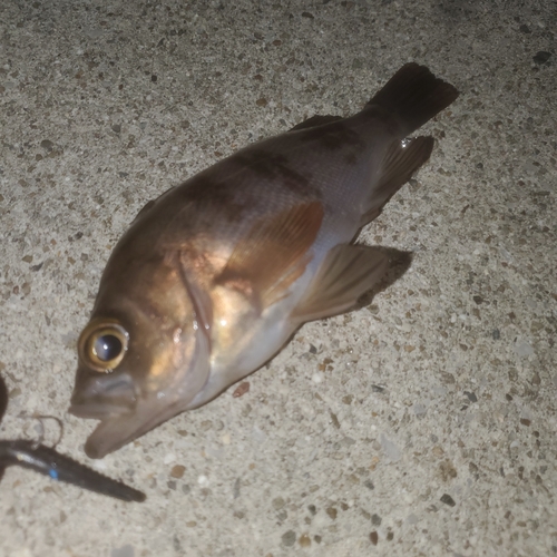 シロメバルの釣果