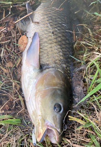 ソウギョの釣果