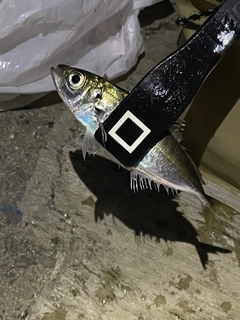 マアジの釣果