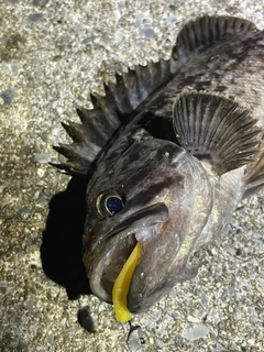 ホッケの釣果