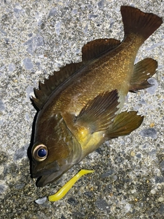 エゾメバルの釣果