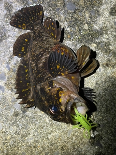 オウゴンムラソイの釣果