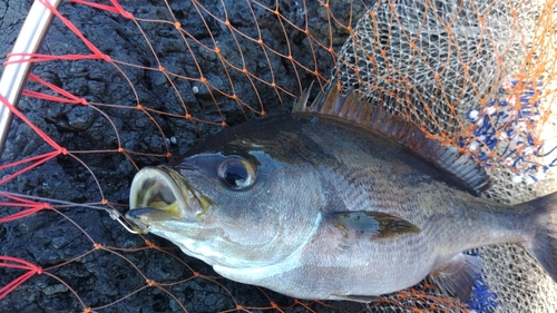 イサキの釣果