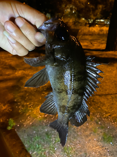 クロメバルの釣果