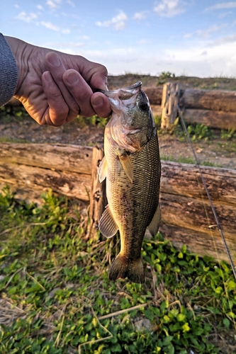 ラージマウスバスの釣果