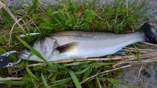 スズキの釣果