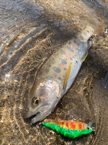 ヤマメの釣果