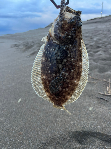 ソゲの釣果