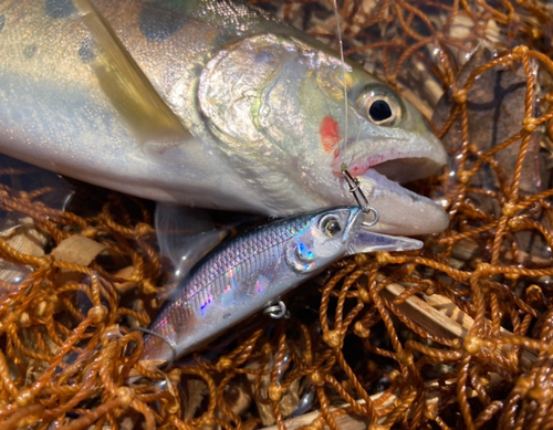 ヤマメの釣果