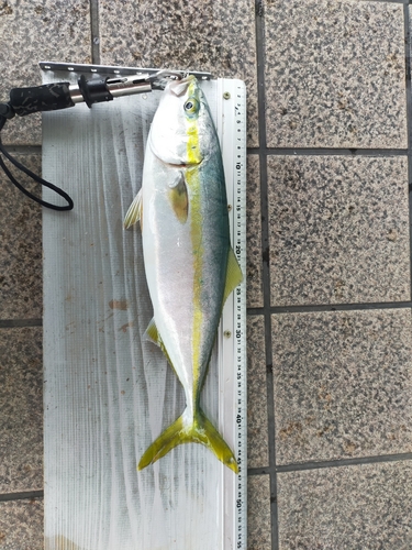 ハマチの釣果