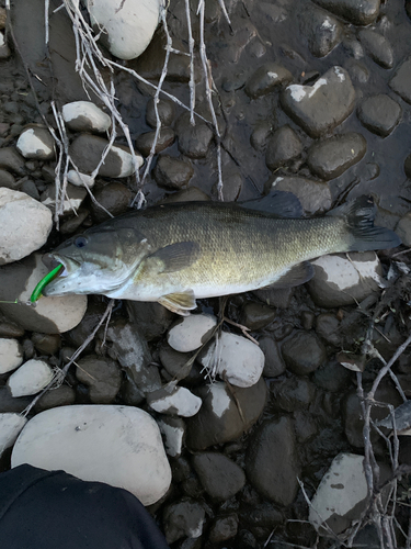 スモールマウスバスの釣果