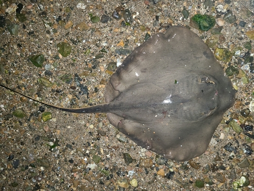 奥浜名湖