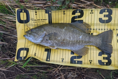 スモールマウスバスの釣果