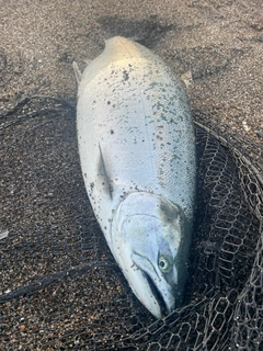 サクラマスの釣果