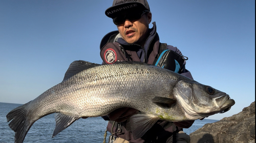 ヒラスズキの釣果