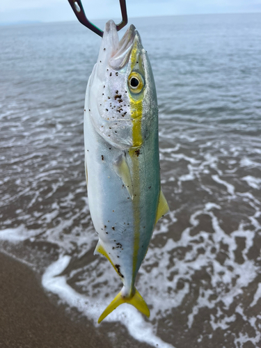 ワカシの釣果