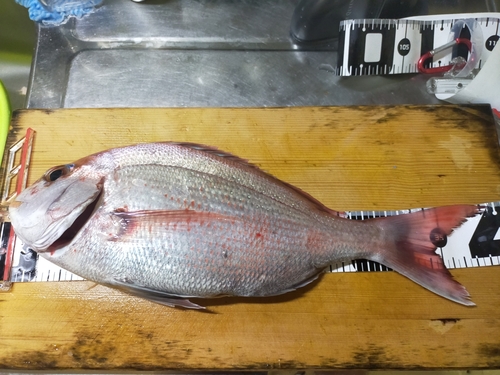 マダイの釣果