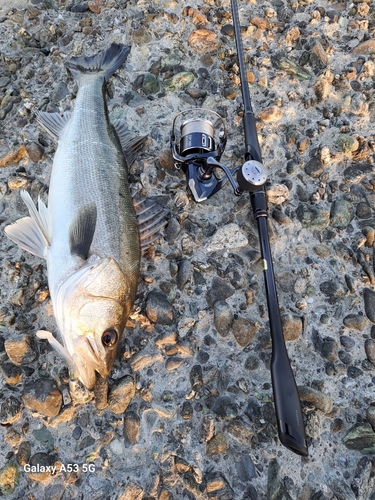 シーバスの釣果