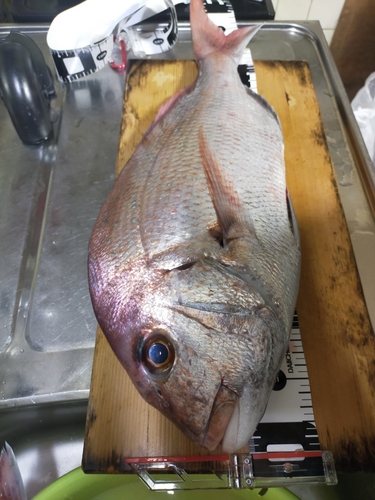 マダイの釣果