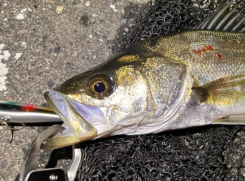 セイゴ（マルスズキ）の釣果