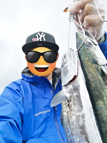 サゴシの釣果