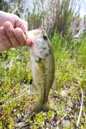 ラージマウスバスの釣果