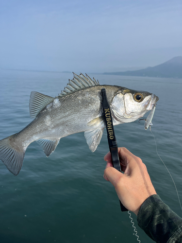 セイゴ（ヒラスズキ）の釣果